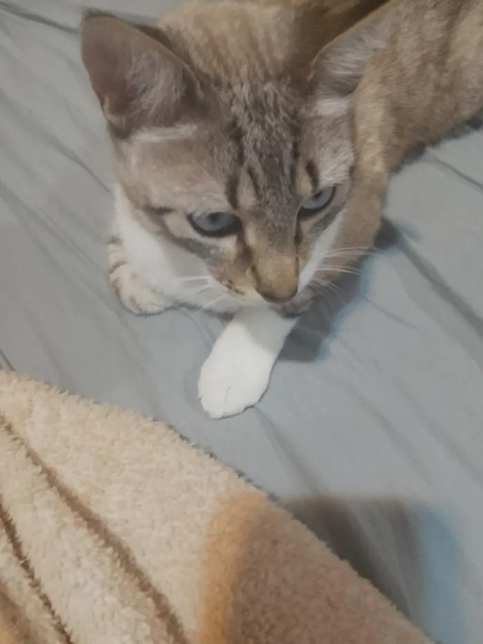 Gato raça SRD-ViraLata idade 3 anos nome felex