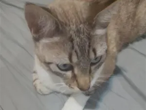 Gato raça SRD-ViraLata idade 3 anos nome felex