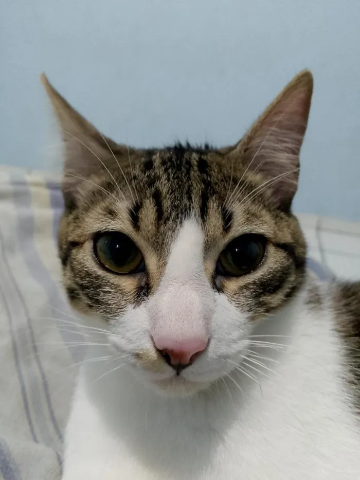 Gato raça SRD-ViraLata idade 7 a 11 meses nome Zeus 