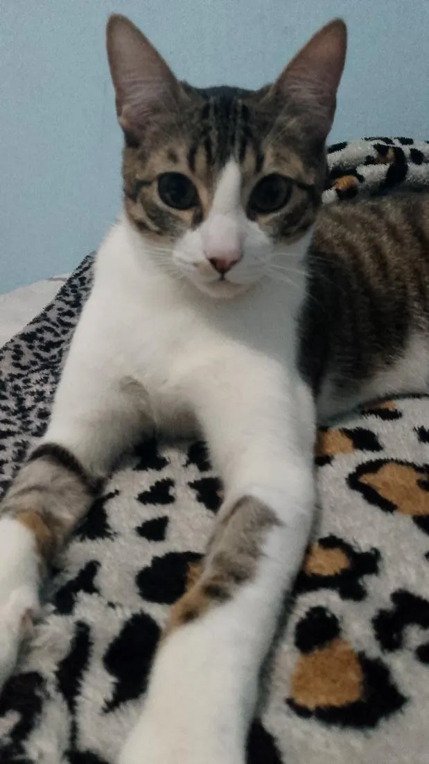 Gato raça SRD-ViraLata idade 7 a 11 meses nome Zeus 