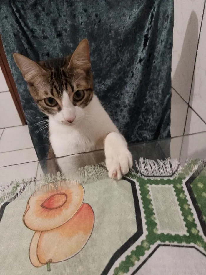 Gato raça SRD-ViraLata idade 7 a 11 meses nome Zeus 