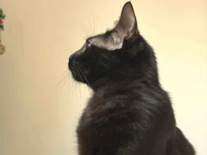 Gato raça SRD-ViraLata idade 2 anos nome Chico
