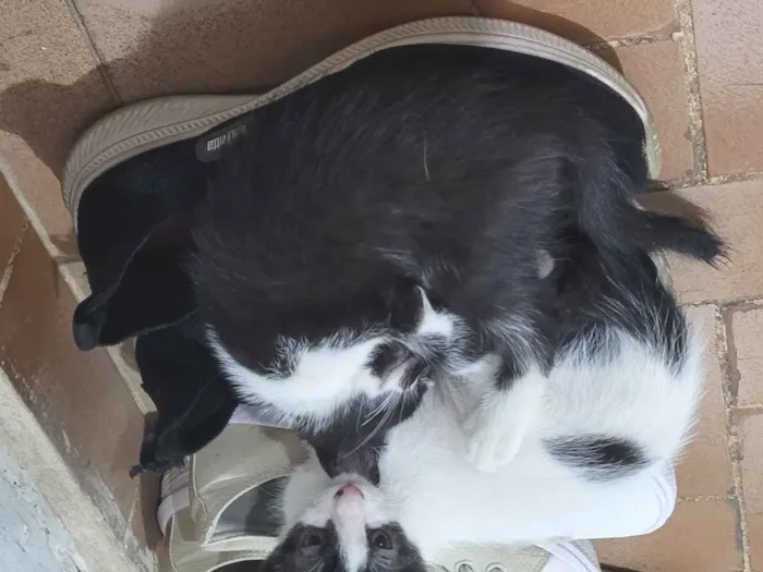 Gato raça SRD-ViraLata idade Abaixo de 2 meses nome Rodrigo&Daniel