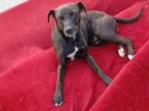Cachorro raça SRD-ViraLata idade 2 a 6 meses nome pretinho 