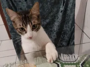 Gato raça SRD-ViraLata idade 7 a 11 meses nome Zeus 