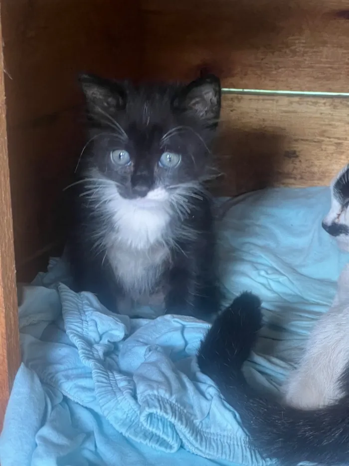 Gato raça SRD-ViraLata idade Abaixo de 2 meses nome Irmãozinhos 