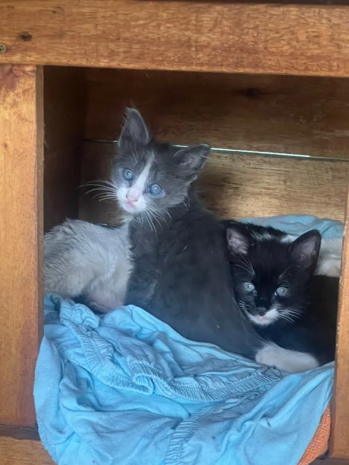 Gato raça SRD-ViraLata idade Abaixo de 2 meses nome Irmãozinhos 