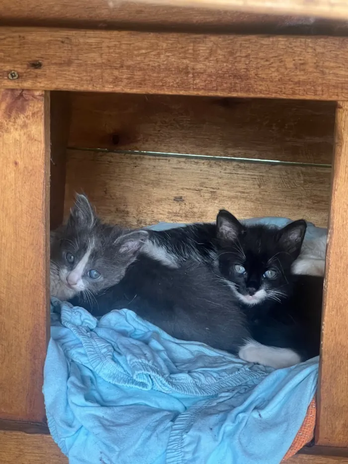Gato raça SRD-ViraLata idade Abaixo de 2 meses nome Irmãozinhos 