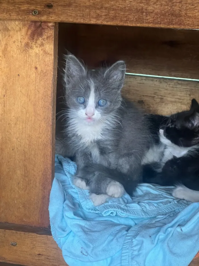Gato raça SRD-ViraLata idade Abaixo de 2 meses nome Irmãozinhos 