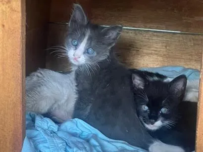 Gato raça SRD-ViraLata idade Abaixo de 2 meses nome Irmãozinhos 