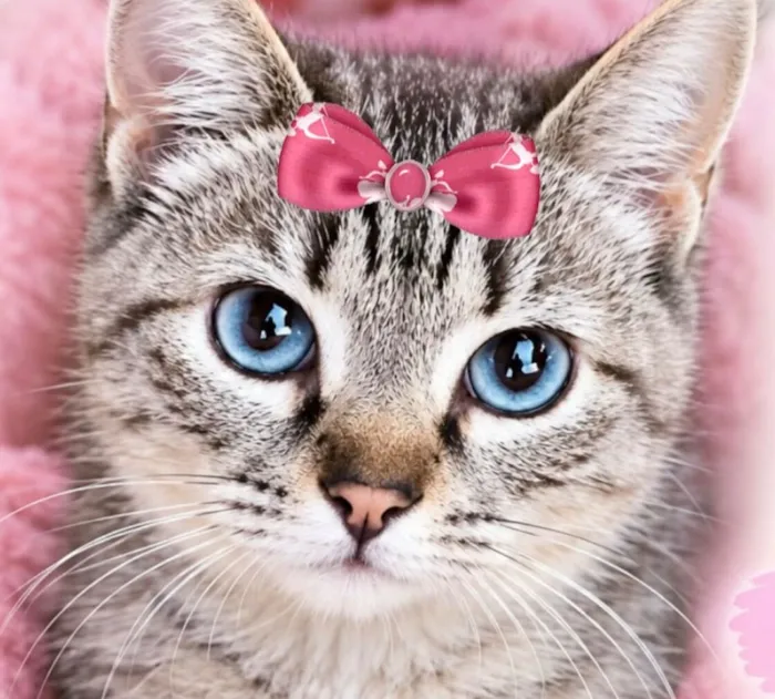 Gato raça SRD-ViraLata idade 7 a 11 meses nome Sofia