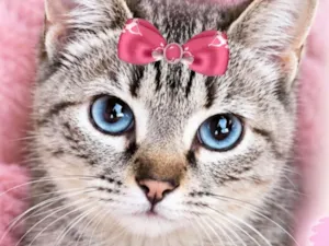Gato raça SRD-ViraLata idade 7 a 11 meses nome Sofia