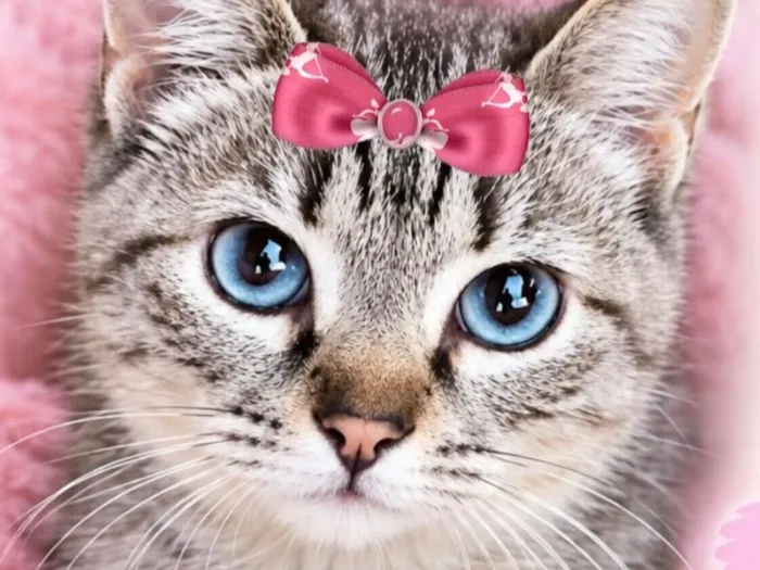 Gato raça SRD-ViraLata idade 7 a 11 meses nome Sofia