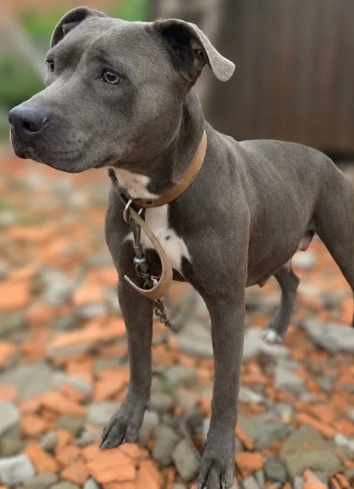 Cachorro raça Pit-Bull idade 2 anos nome Polly