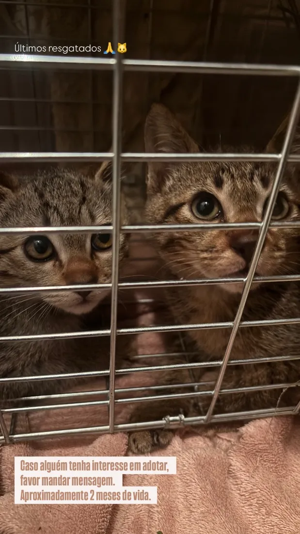 Gato raça SRD-ViraLata idade 2 a 6 meses nome B1 e B2