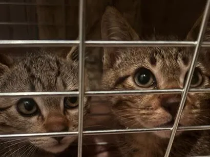 Gato raça SRD-ViraLata idade 2 a 6 meses nome B1 e B2