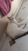gatos