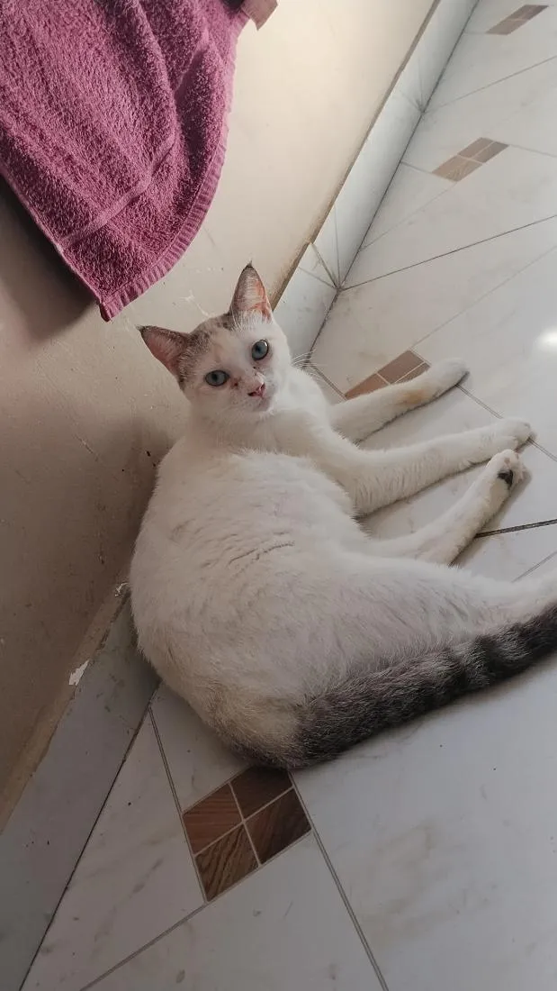 Gato raça SRD-ViraLata idade 7 a 11 meses nome gatos
