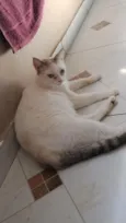 gatos