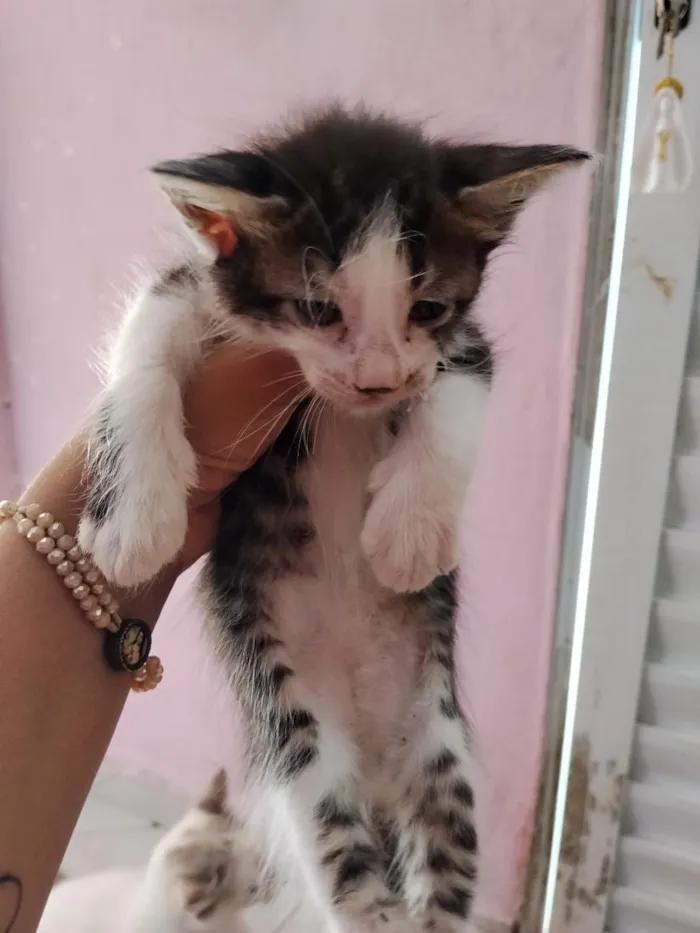 Gato raça SRD-ViraLata idade 7 a 11 meses nome gatos