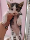 gatos