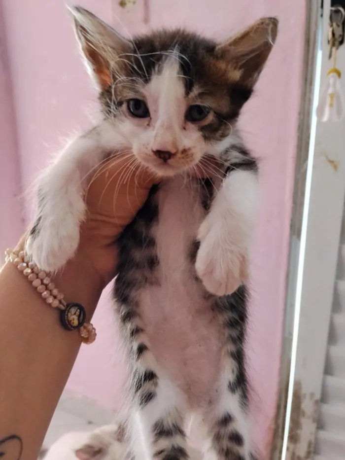 Gato raça SRD-ViraLata idade 7 a 11 meses nome gatos