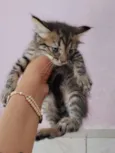 gatos