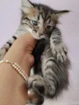 gatos