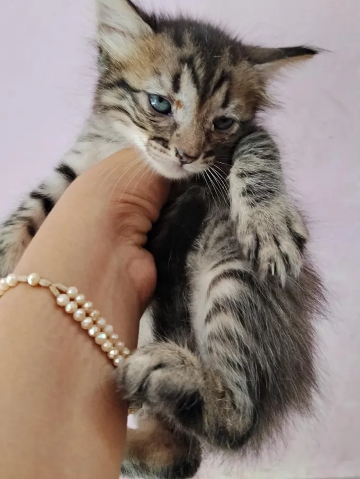 Gato raça SRD-ViraLata idade 7 a 11 meses nome gatos