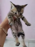 gatos