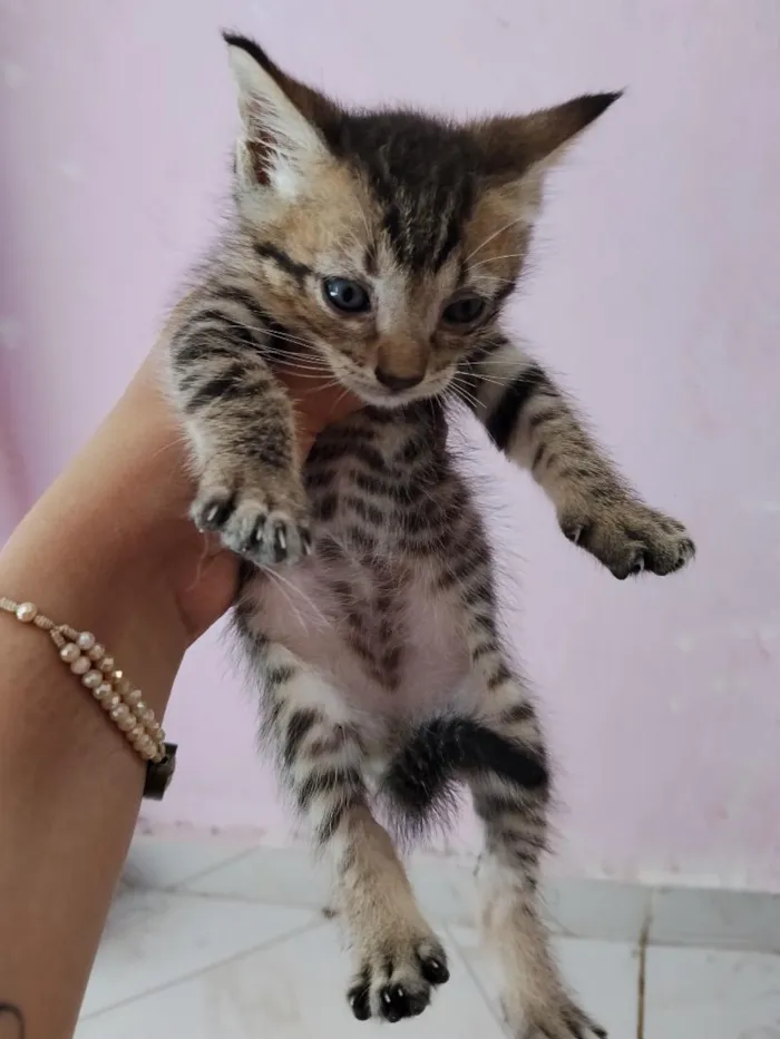 Gato raça SRD-ViraLata idade 7 a 11 meses nome gatos