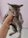 gatos
