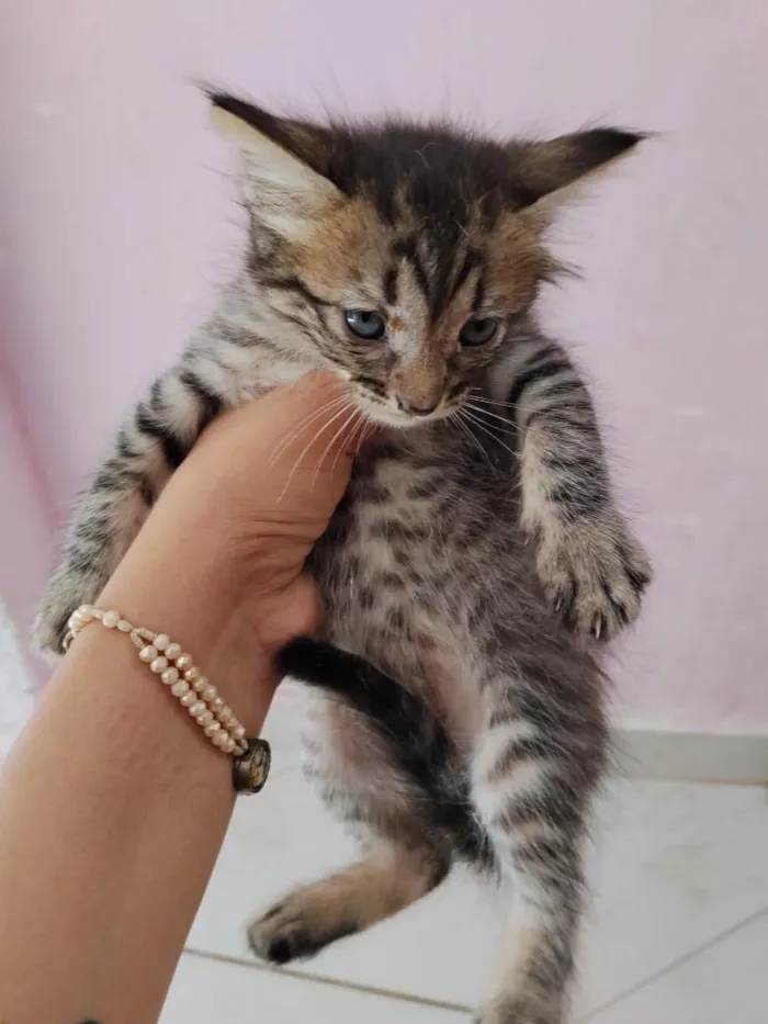 Gato raça SRD-ViraLata idade 7 a 11 meses nome gatos