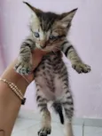 gatos