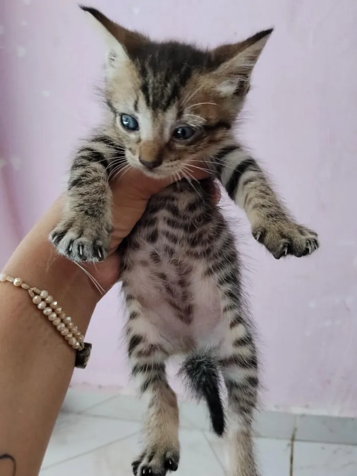 Gato raça SRD-ViraLata idade 7 a 11 meses nome gatos