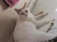 gatos