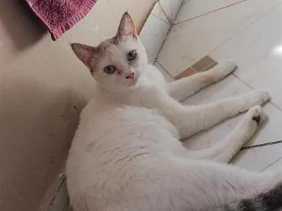Gato raça SRD-ViraLata idade 7 a 11 meses nome gatos