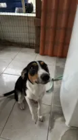 Bela