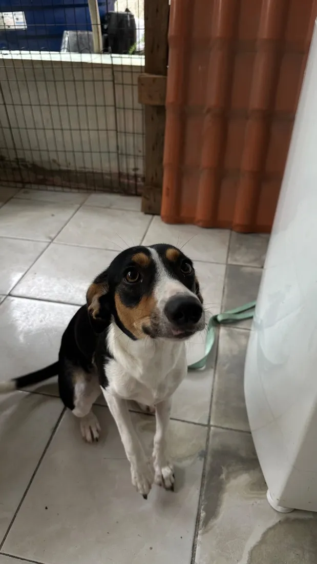Cachorro raça SRD-ViraLata idade 7 a 11 meses nome Bela