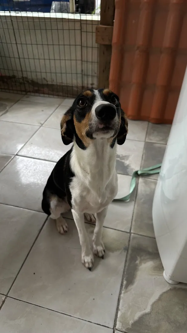 Cachorro raça SRD-ViraLata idade 7 a 11 meses nome Bela