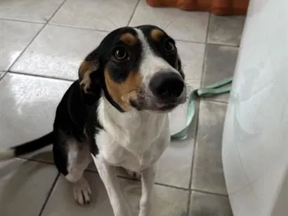 Cachorro raça SRD-ViraLata idade 7 a 11 meses nome Bela