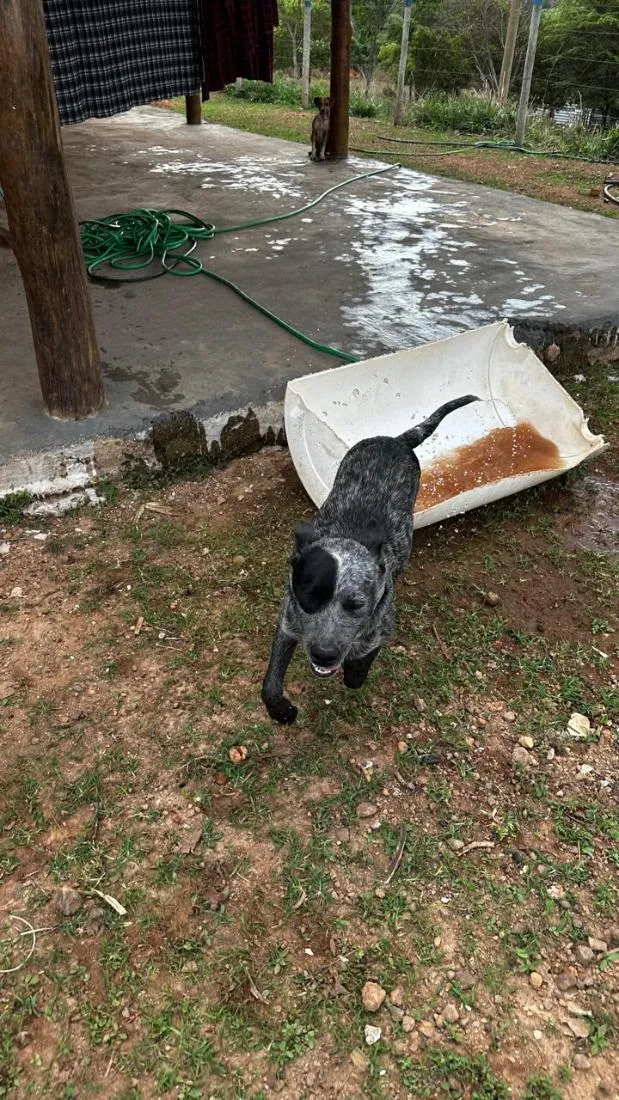 Cachorro raça SRD-ViraLata idade 7 a 11 meses nome Jack