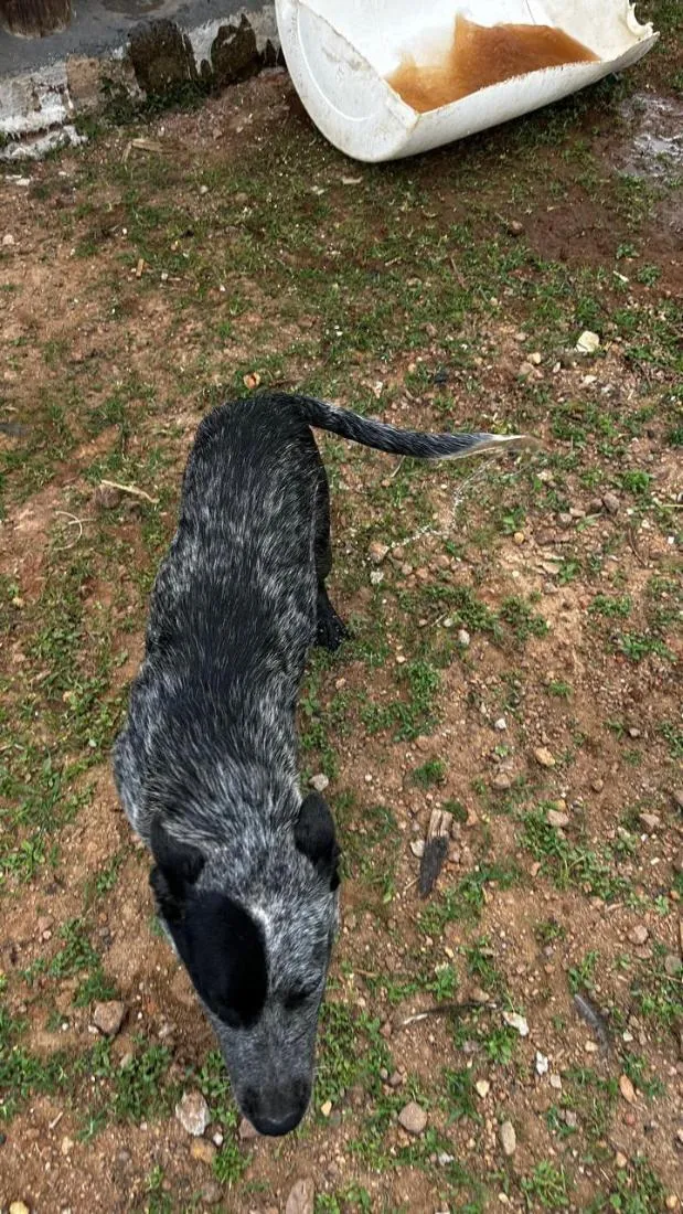 Cachorro raça SRD-ViraLata idade 7 a 11 meses nome Jack