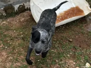 Cachorro raça SRD-ViraLata idade 7 a 11 meses nome Jack