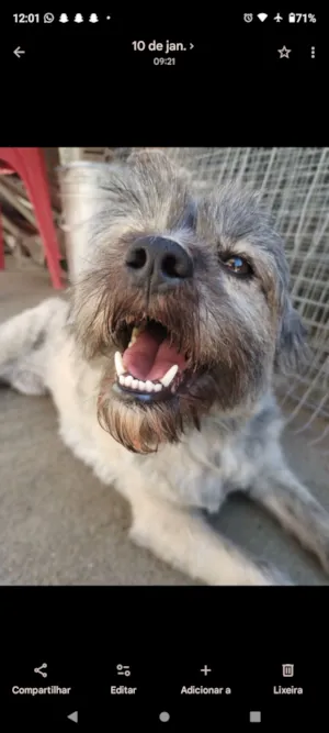 Cachorro raça Shitzu idade 6 ou mais anos nome Maggie
