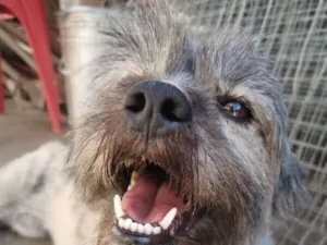 Cachorro raça Shitzu idade 6 ou mais anos nome Maggie