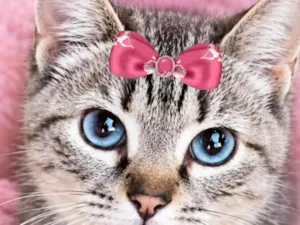 Gato raça SRD-ViraLata idade 7 a 11 meses nome Sofia