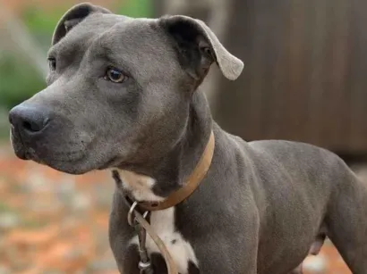 Cachorro raça Pit-Bull idade 2 anos nome Polly