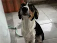 Bela