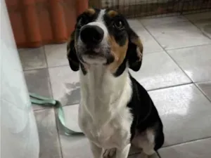 Cachorro raça SRD-ViraLata idade 7 a 11 meses nome Bela